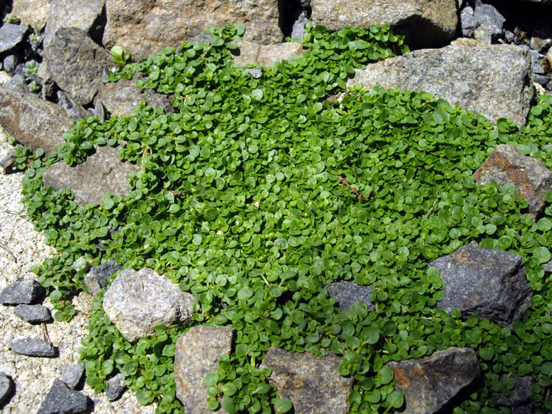 Mentha requienii en fleurs sur des rochers humides et ombragés en Corse
